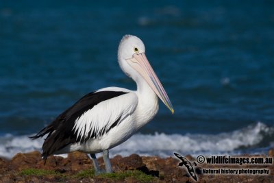 Australian Pelican kw0839.jpg