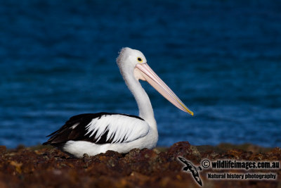 Australian Pelican kw3366.jpg