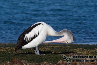 Australian Pelican kw3386.jpg