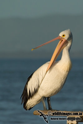 Australian Pelican