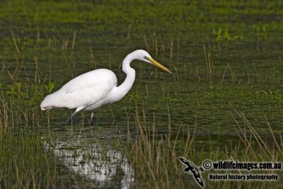 Great Egret kw0246.jpg