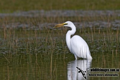 Great Egret kw0281.jpg