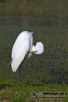 Great Egret kw0304.jpg