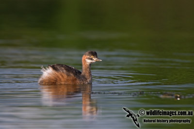 Australasian Grebe kw0299.jpg