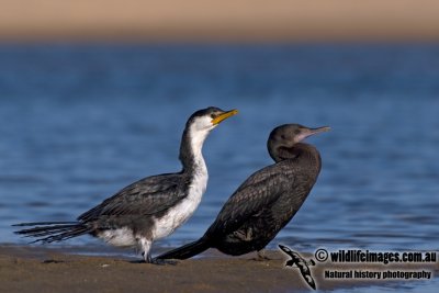 Little Pied and Little Black Cormorants kw9953.jpg