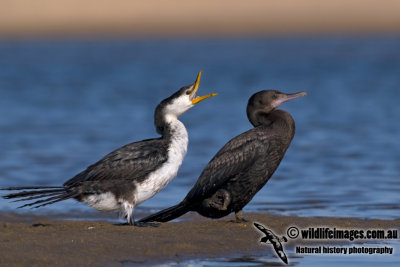 Little Pied and Little Black Cormorants kw9955.jpg