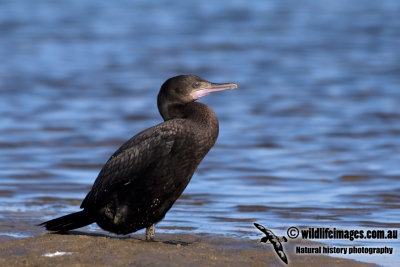Little Black Cormorant kw9978.jpg