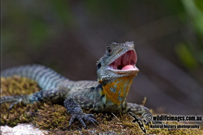 Eastern Water Dragon - Physignathus lesueurii