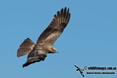 Square-tailed Kite a1582.jpg