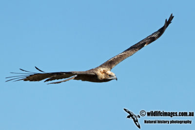 Square-tailed Kite a1586.jpg