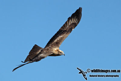 Square-tailed Kite a1595.jpg