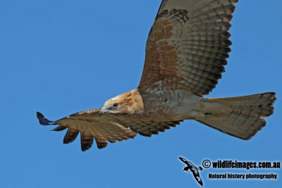 Square-tailed Kite a1605.jpg