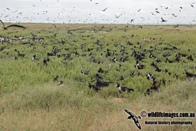 Lesser Frigatebird 1194.jpg