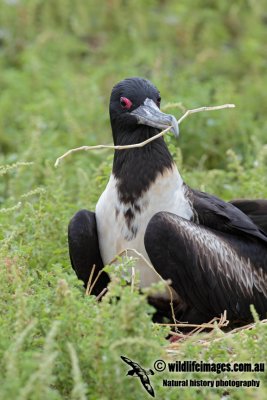 Lesser Frigatebird 1265.jpg