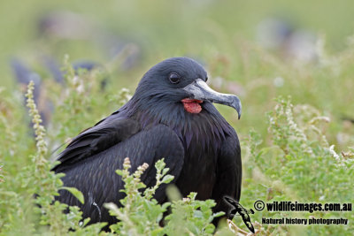 Lesser Frigatebird 1348.jpg