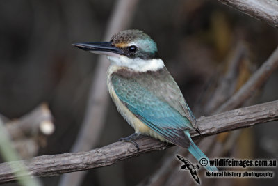 Sacred Kingfisher 4111.jpg