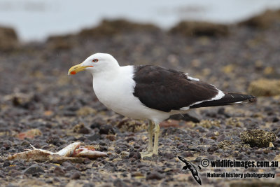 Kelp Gull 6166.jpg