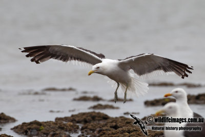 Kelp Gull 6191.jpg