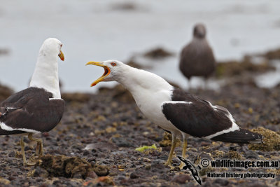 Kelp Gull 6209.jpg