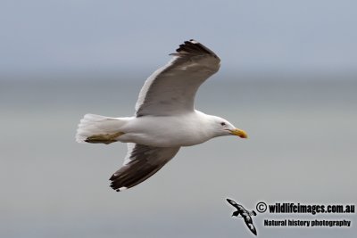 Kelp Gull 6216.jpg