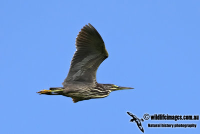 Striated Heron 3270.jpg