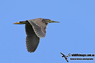 Striated Heron 3271.jpg