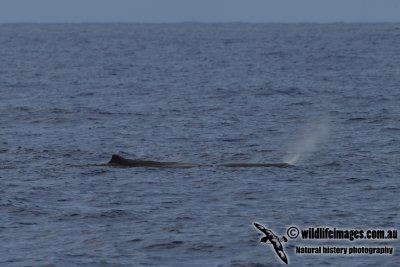 Sperm Whale 8764.jpg