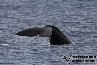 Sperm Whale 8902.jpg