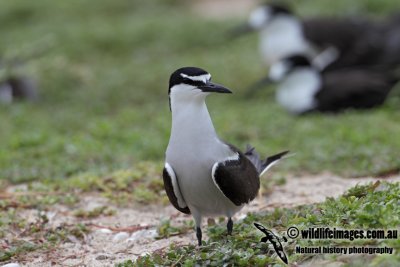 Bridled Tern 1045.jpg