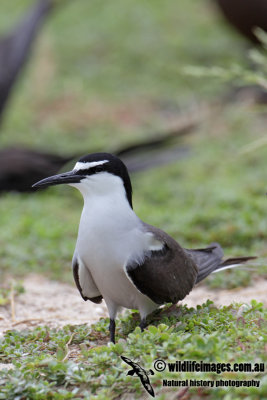 Bridled Tern 1060.jpg