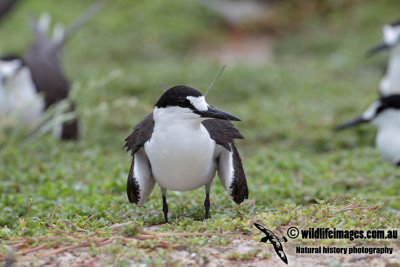 Sooty Tern 1005.jpg