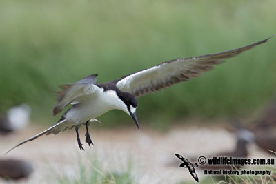 Sooty Tern 1130.jpg