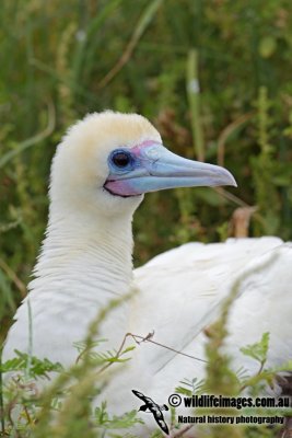 Red-footed Booby 1890.jpg