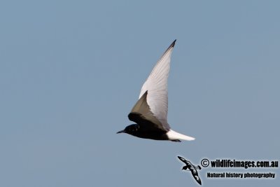 White-winged Black Tern 7328.jpg