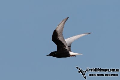White-winged Black Tern 7336.jpg