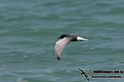 White-winged Black Tern 7354.jpg