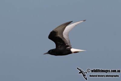 White-winged Black Tern 7470.jpg