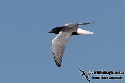 White-winged Black Tern 7501.jpg