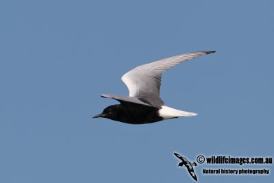 White-winged Black Tern 7502.jpg