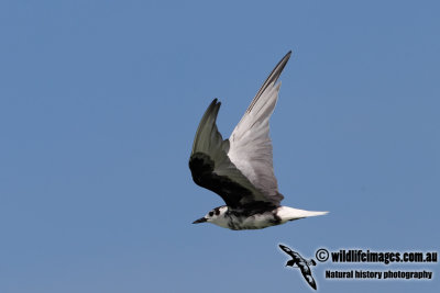 White-winged Black Tern 7510.jpg