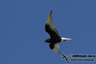 White-winged Black Tern 7590.jpg