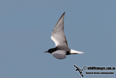 White-winged Black Tern 7602.jpg