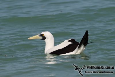 Masked Booby 7480.jpg