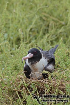 Lesser Frigatebird 1280.jpg