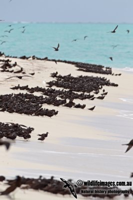 Common Noddy 1180.jpg