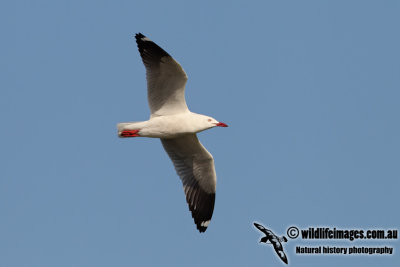 Silver Gull 7275.jpg