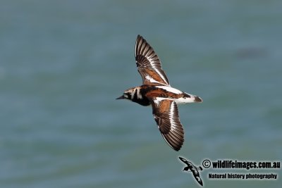 Ruddy Turnstone 7530.jpg