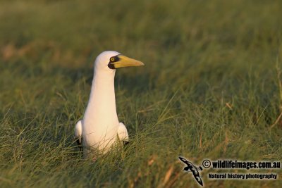 Masked Booby 7097.jpg