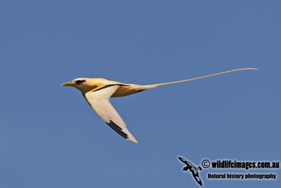 White-tailed Tropicbird 3571.jpg