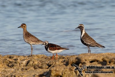 Pacific Golden Plover 9868.jpg